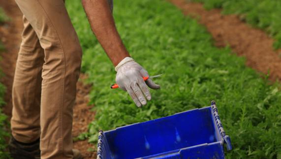 Crean robots agricultores para vigilar invernaderos