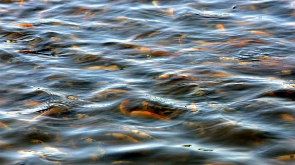 Lo que no te han contado del panga