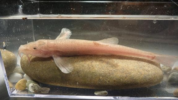 Encuentran en un lago alemán el primer pez cavernario de Europa