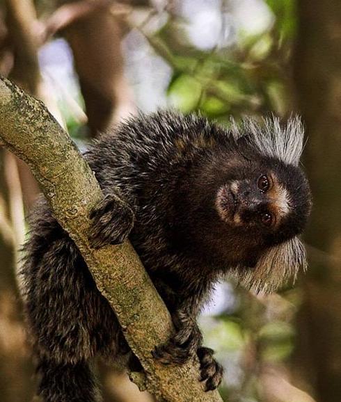 Nuevos mecanismos naturales evitan que los titíes se infecten por el VIH