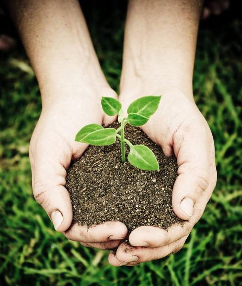 Las plantas guardaban el secreto sobre cómo evitar el comportamiento de las células cancerígenas