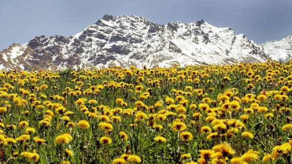 Las plantas podrían acabar con los anticonceptivos hormonales