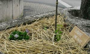 Guerrilla Gardening convierte el 1 de mayo en el día de los girasoles