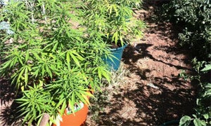Denunciadas dos personas por cultivo de marihuana en Ponferrada