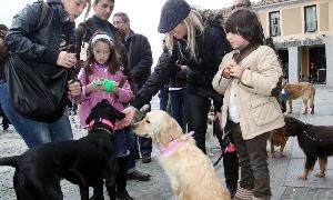 Perros Con Pasaporte Al Extranjero El Norte De Castilla