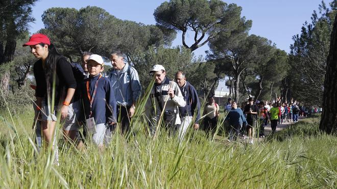 Unas baldosas medirán la energía de los participantes en la Marcha de Asprona