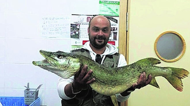Un lucio de 10 kilos es pescado por un vecino de Sardón