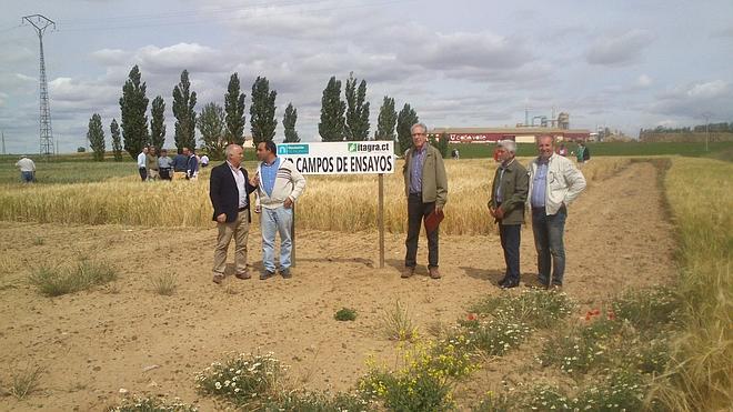 Los campos de ensayo buscan nuevas mejoras en la producción de cereales