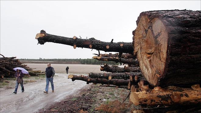 Las calles sin casas del pinar de Villanueva de Gómez