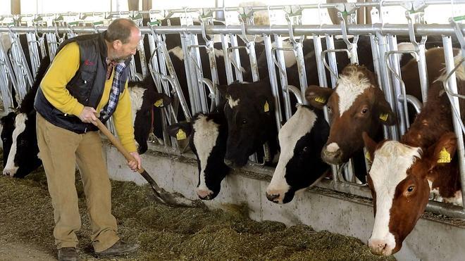 La Junta prevé proteger con un seguro la renta de los ganaderos de leche ante un desplome de precios