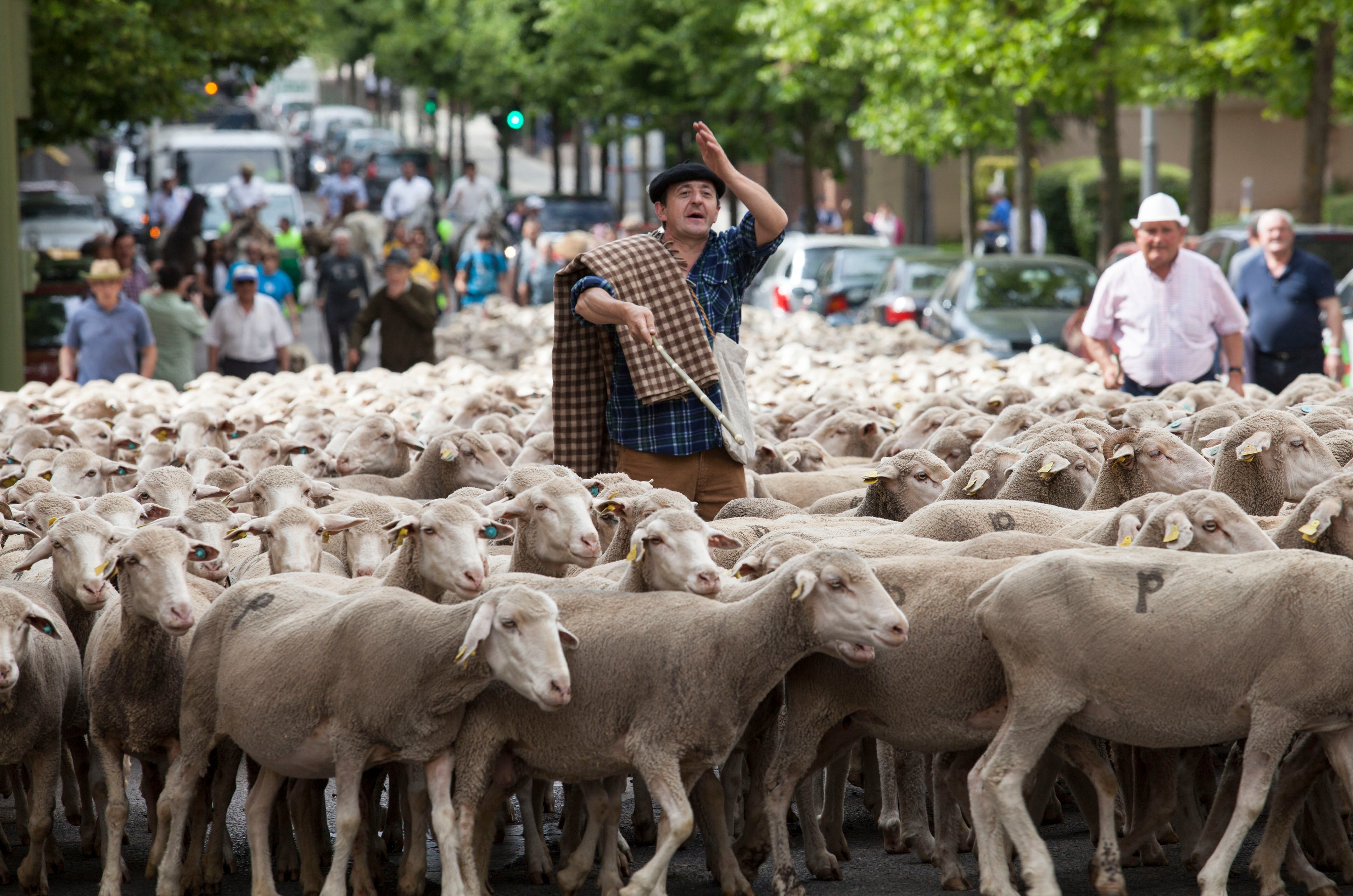 La trashumancia se renueva en Soria