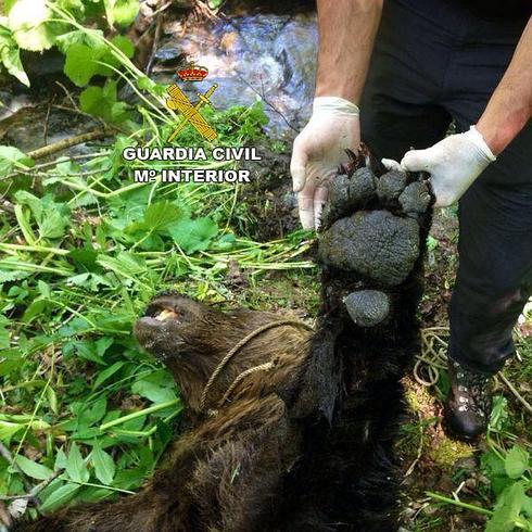 La Guardia Civil descarta que el oso muerto en Villablino fuera envenenado