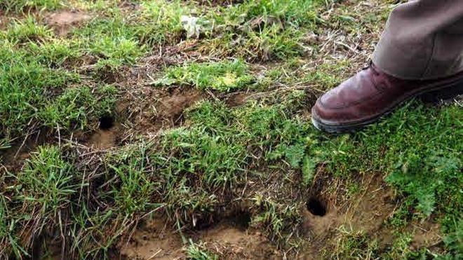 Alertan de la presencia masiva de roedores en Peñafiel y Medina