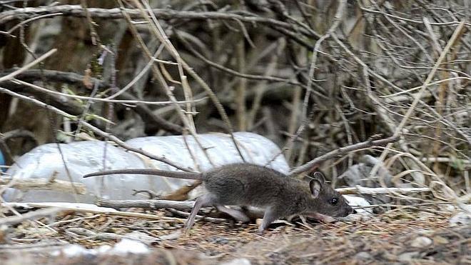 Las ratas invaden el entorno de la Cuesta de la Maruquesa