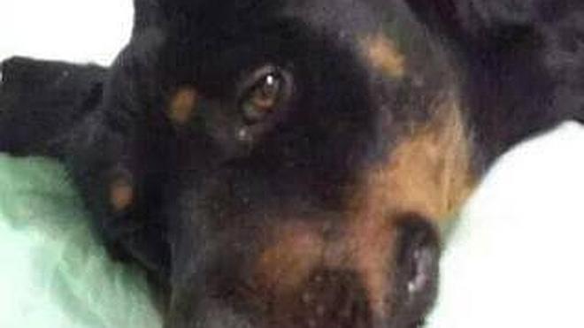 Muere Atila, el Rottweiler maltratado en Málaga