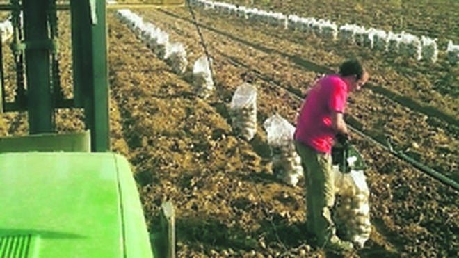Cantalpino prueba a arrancar las primeras patatas sin precio