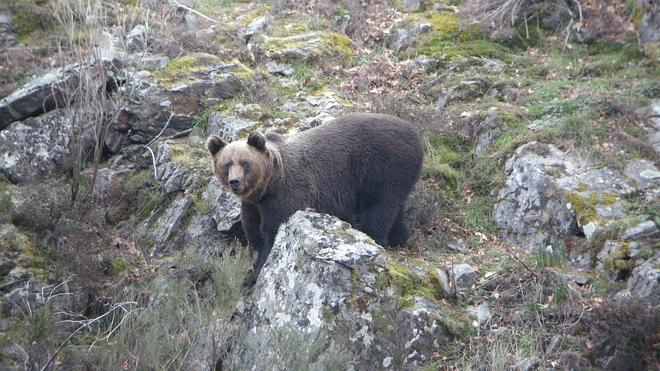 El oso pardo amplía su población en los últimos 20 años en la región