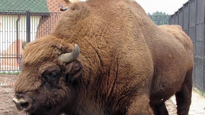 Ecologistas en Acción denuncia un encierro con bisontes en un pueblo de La Rioja