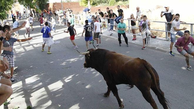Vistosas carreras en el Toro del Alba de Campaspero