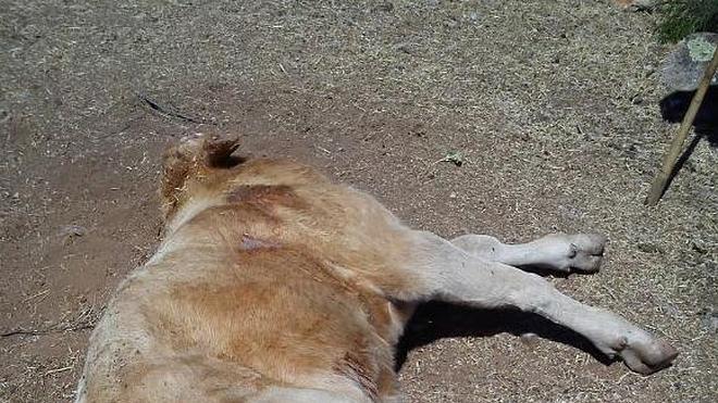 Un vacuno muere en Santa Cruz de Pinares por un nuevo ataque de lobos