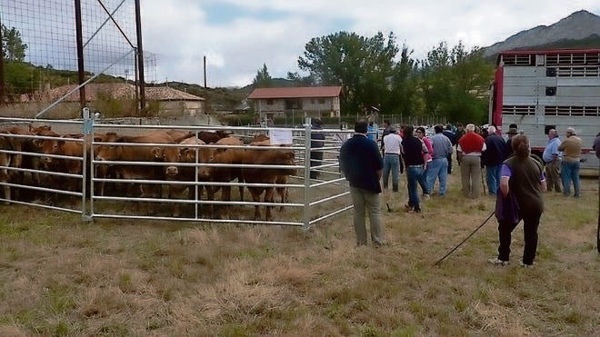 El sello de las vacas de La Pernía