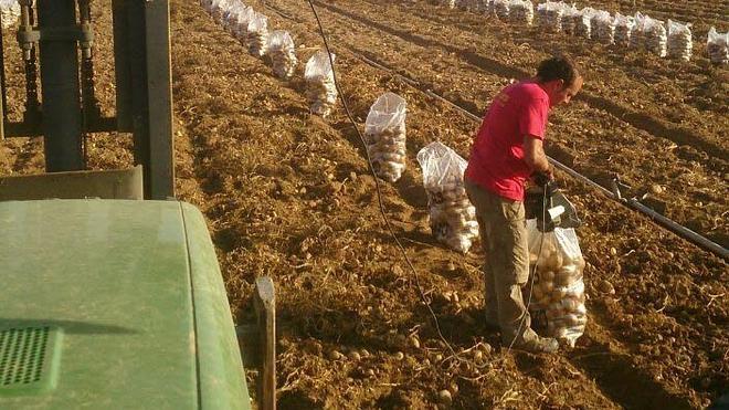 Los productores han arrancado la mitad de patata que en una campaña normal