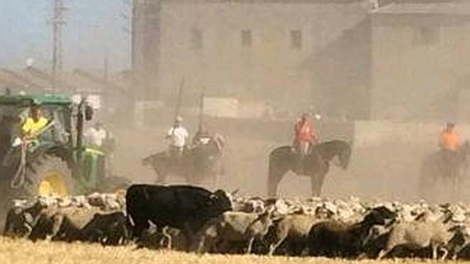 Un toro se escapa del encierro de Fuentepelayo y es capturado horas después en Zarzuela del Pinar