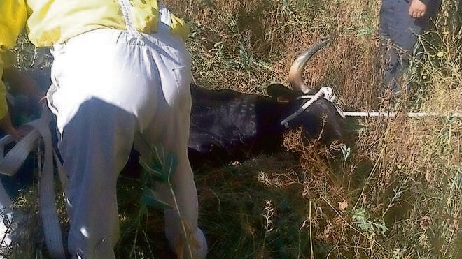 Heridos por asta de toro dos menores en los encierros de Fuentepelayo