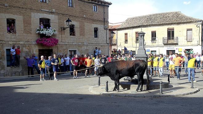 La Junta declara el 'toro enmaromado' de Astudillo como espectáculo taurino tradicional