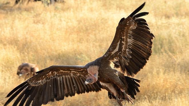 Cinco especies de buitres prosperan en Montejo