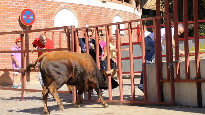 Rápido y limpio el cuarto encierro de las fiestas de Simancas