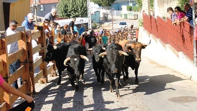 Diez novillos protagonizan el último encierro de las fiestas de Simancas