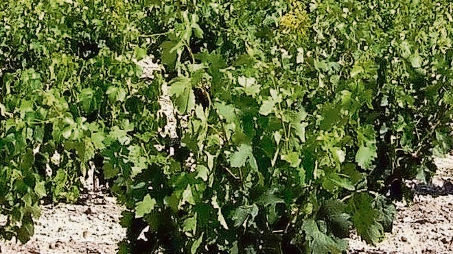 Seis bodegas tomarán parte el día 20 en la Fiesta de la Vendimia