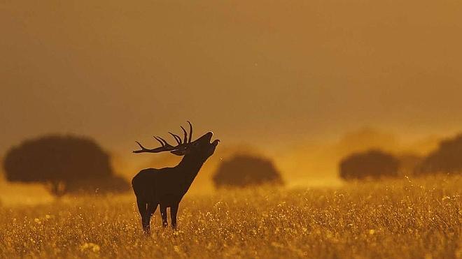 Safari fotográfico en el Serengueti español