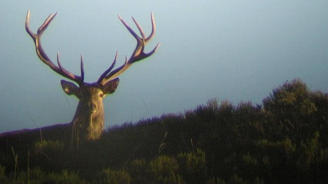 Cuando la pasión brama en el monte