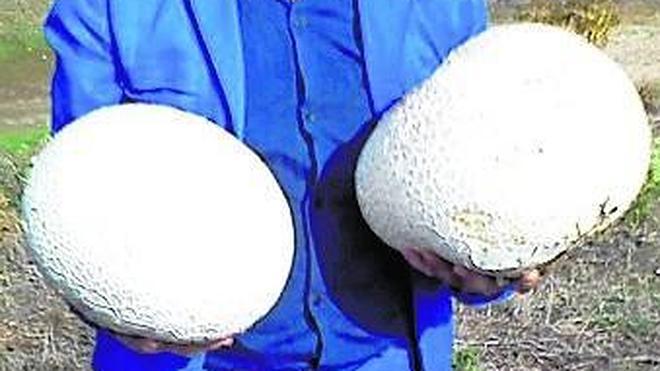 Encuentran dos setas de más de tres kilos en el Pinar de Antequera