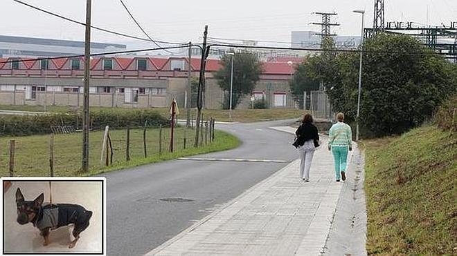 Una víbora mata de una mordedura a un perro de 8 kilos en Bilbao