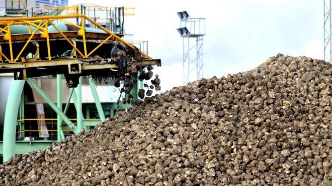 La caída de los precios y la reducción de la superficie no ponen en riesgo a la Azucarera de La Bañeza