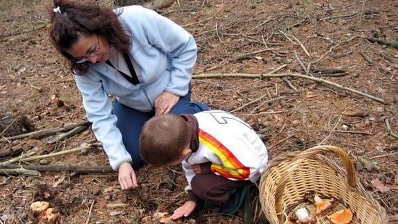 Castilla y León, en plena producción de boletus edulis, setas de cardo y amanita caesarea
