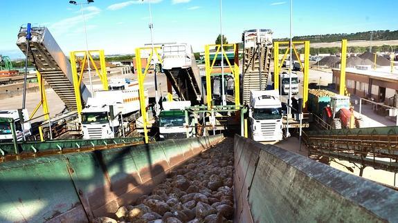 La Junta espera unos rendimientos «récord» de remolacha
