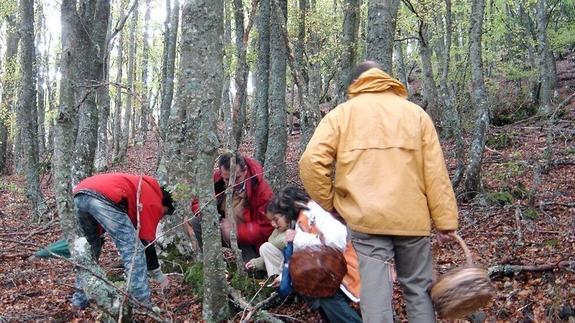 Los micólogos auguran una temporada de setas «excelente» en la provincia