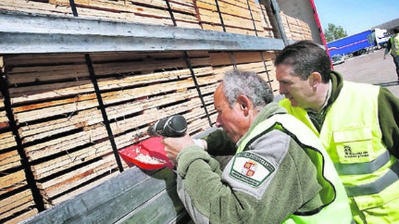 La zona demarcada por nematodo podrá extraer madera en noviembre