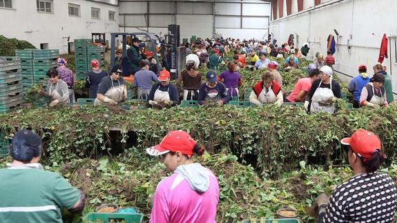 El Carracillo consigue el pleno empleo gracias a las industrias de la fresa y de las hortalizas