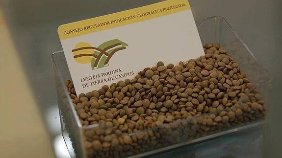 Una iniciativa gastronómica promueve el consumo de lentejas de Tierra de Campos