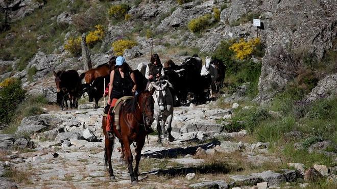 Entre la sierra y la dehesa