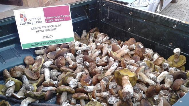 Decomisados más de 90 kilos de boletus en la localidad burgalesa de Villasur de Herreros