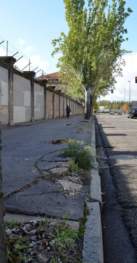 El Ayuntamiento gastará 350.000 euros en reparar aceras dañas por las raíces de los árboles