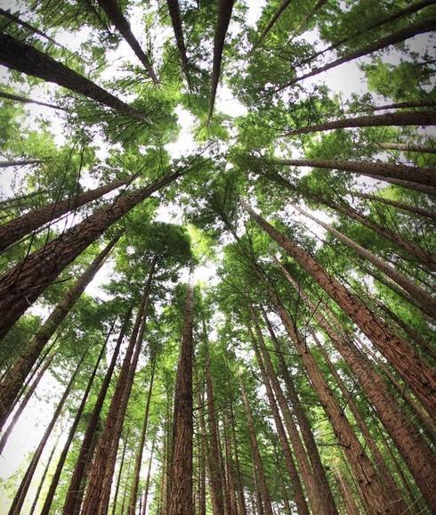 Un bosque de árboles gigantes en Cabezón de la Sal