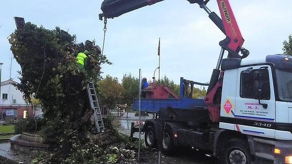 El Árbol Gordo de Ciudad Rodrigo pasa a la historia