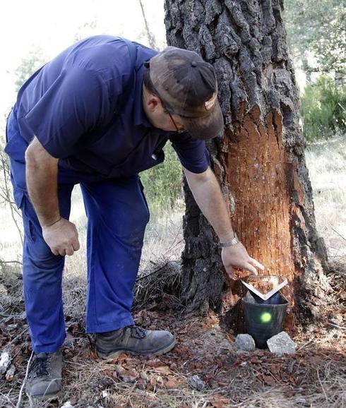 Opiniones encontradas entre los resineros de San Bartolomé de Pinares tras la primera campaña